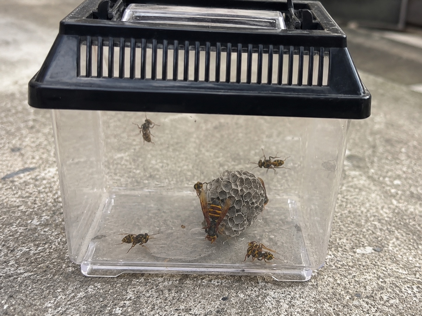 虫かごに生け捕りしたアシナガバチの巣と女王蜂