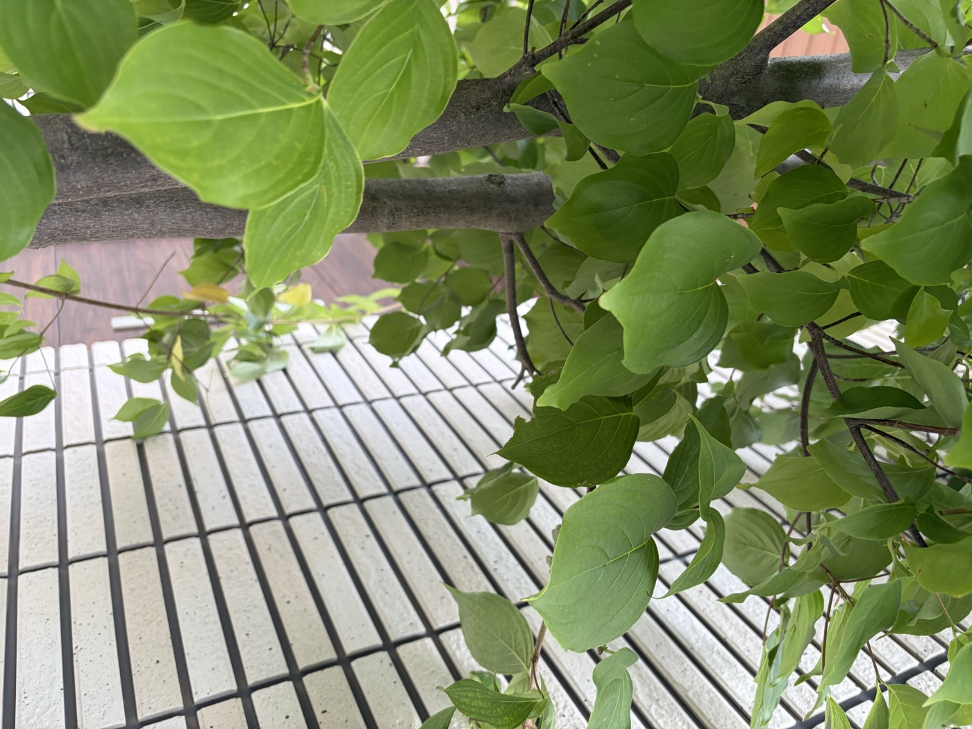 作業後の庭木。巣も蜂もいなくなった状態