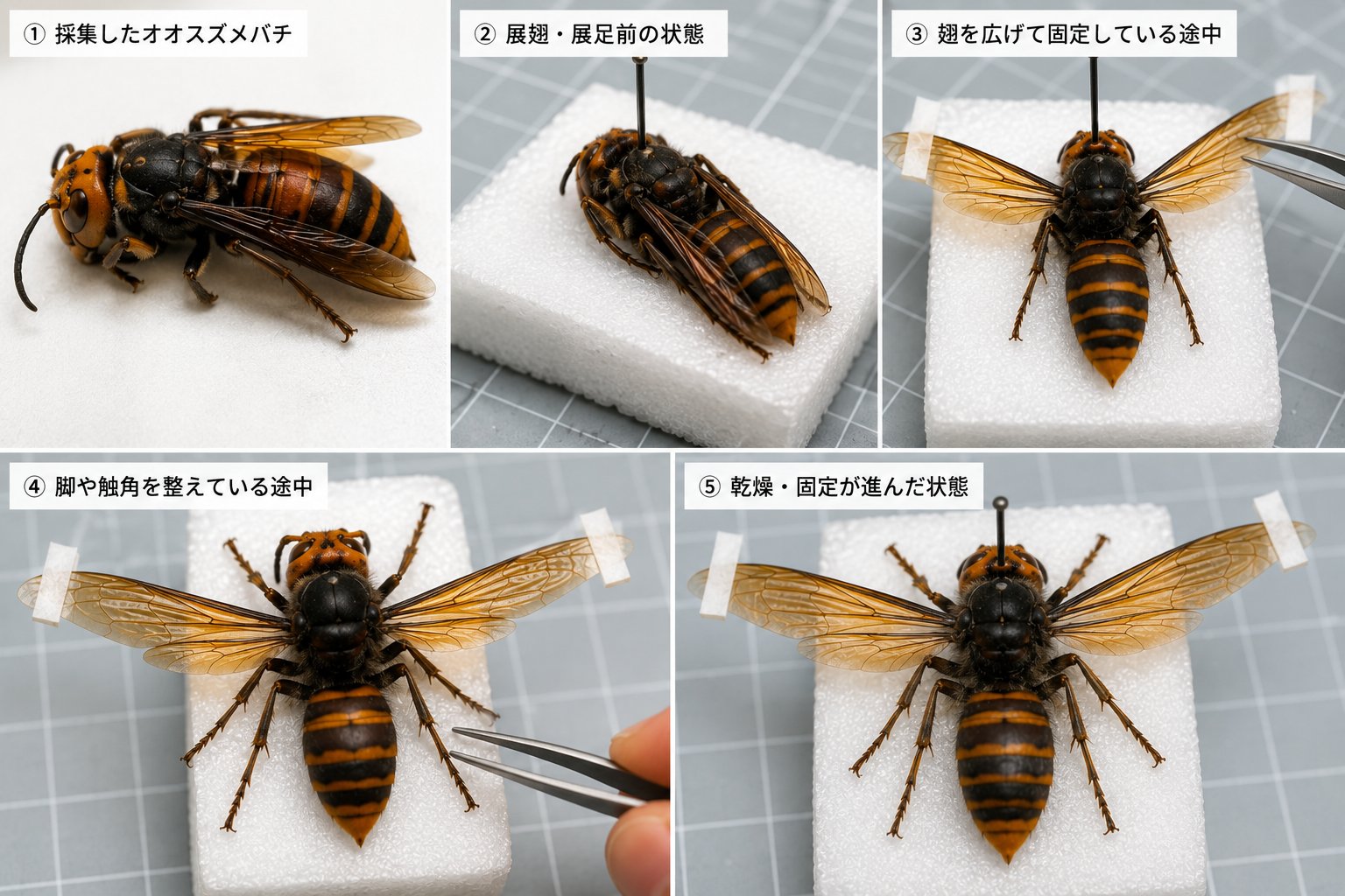 オオスズメバチ標本づくりの手順図解：採集・展翅前・翅の固定・脚と触角の整形・乾燥固定（イメージ図）